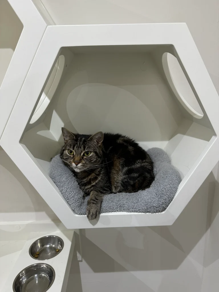 Hexagonal blocks for cat with cat on a cushion